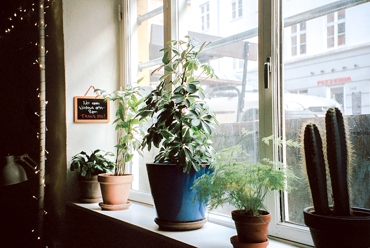 植物のある暮らし