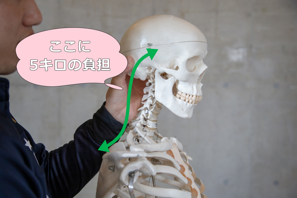 背骨のS字は5kgある頭を首と肩の筋肉で支えている。