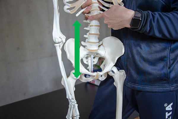 繋げている筋肉らしいです。