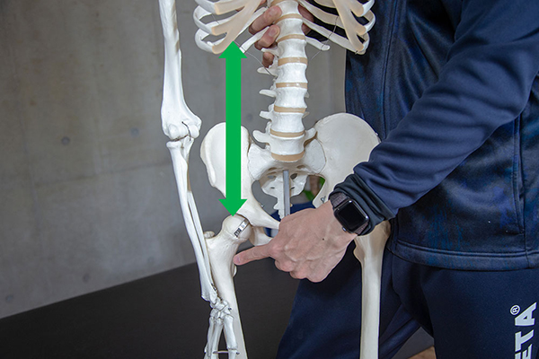 繋げている筋肉らしいです。